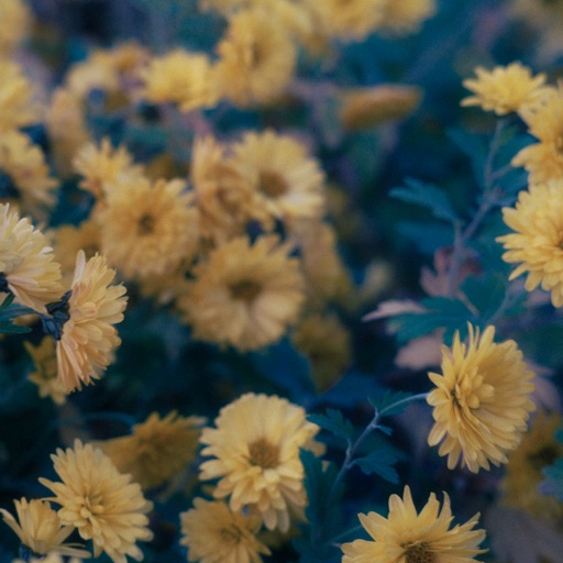 Bittersweet cover art