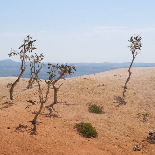 Escalante cover art