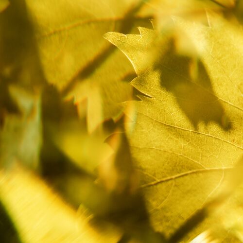 Facets cover art
