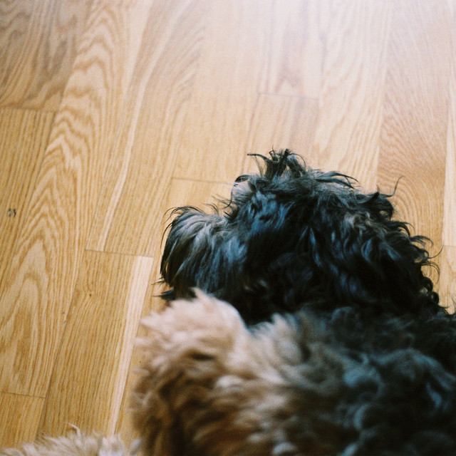 my little pet dog cover art