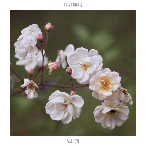 Pale Love cover art