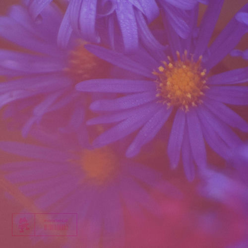Purple cover art